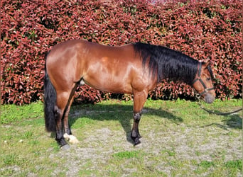 Quarter horse américain, Hongre, 3 Ans, 145 cm, Bai