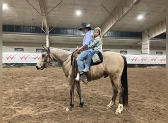 Quarter horse américain, Hongre, 3 Ans, 145 cm, Buckskin