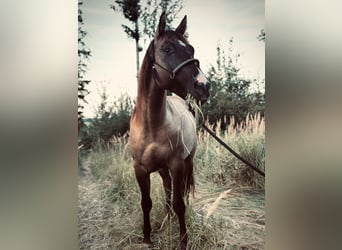 Quarter horse américain, Hongre, 3 Ans, 145 cm, Grullo