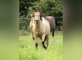 Quarter horse américain, Hongre, 3 Ans, 146 cm, Buckskin