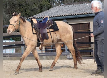 Quarter horse américain, Hongre, 3 Ans, 146 cm, Champagne