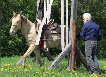 Quarter horse américain, Hongre, 3 Ans, 146 cm, Champagne