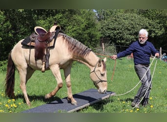 Quarter horse américain, Hongre, 3 Ans, 146 cm, Champagne