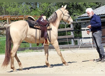 Quarter horse américain, Hongre, 3 Ans, 146 cm, Champagne