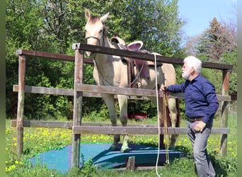 Quarter horse américain, Hongre, 3 Ans, 146 cm, Champagne