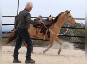 Quarter horse américain, Hongre, 3 Ans, 146 cm, Champagne