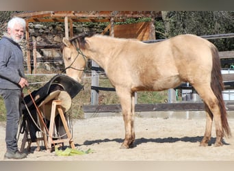 Quarter horse américain, Hongre, 3 Ans, 146 cm, Champagne
