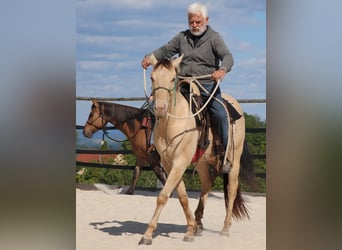 Quarter horse américain, Hongre, 3 Ans, 146 cm, Champagne