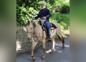 Quarter horse américain, Hongre, 3 Ans, 146 cm, Champagne
