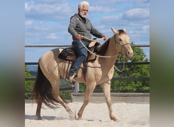Quarter horse américain, Hongre, 3 Ans, 146 cm, Champagne
