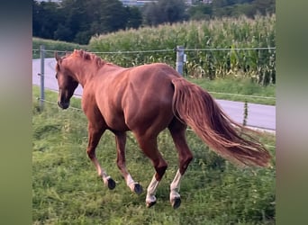 Quarter horse américain, Hongre, 3 Ans, 147 cm, Alezan brûlé