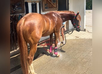 Quarter horse américain, Hongre, 3 Ans, 147 cm, Alezan brûlé