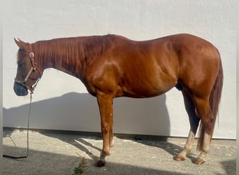 Quarter horse américain, Hongre, 3 Ans, 147 cm, Alezan brûlé