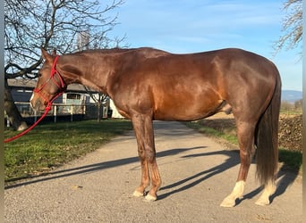 Quarter horse américain, Hongre, 3 Ans, 147 cm, Alezan brûlé