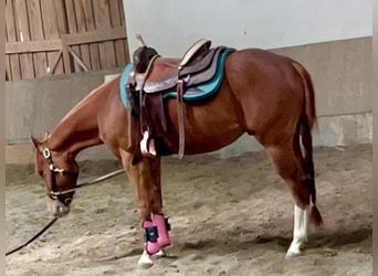 Quarter horse américain, Hongre, 3 Ans, 147 cm, Alezan