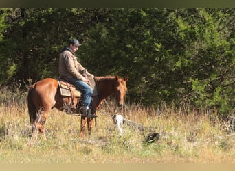 Quarter horse américain, Hongre, 3 Ans, 147 cm, Alezan cuivré