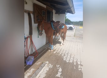 Quarter horse américain, Hongre, 3 Ans, 147 cm, Alezan