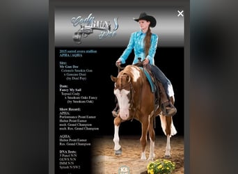 Quarter horse américain, Hongre, 3 Ans, 147 cm, Alezan