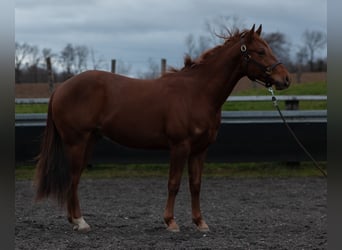 Quarter horse américain, Hongre, 3 Ans, 147 cm, Alezan