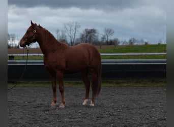Quarter horse américain, Hongre, 3 Ans, 147 cm, Alezan