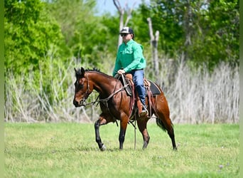 Quarter horse américain, Hongre, 3 Ans, 147 cm, Bai cerise