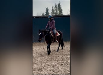 Quarter horse américain, Hongre, 3 Ans, 147 cm, Bai