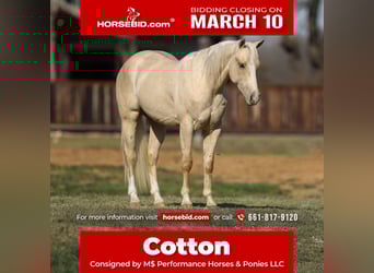 Quarter horse américain, Hongre, 3 Ans, 147 cm, Palomino