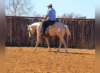 Quarter horse américain, Hongre, 3 Ans, 147 cm, Palomino