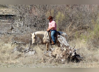 Quarter horse américain, Hongre, 3 Ans, 147 cm, Palomino