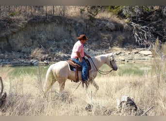 Quarter horse américain, Hongre, 3 Ans, 147 cm, Palomino
