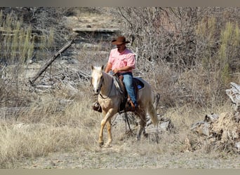 Quarter horse américain, Hongre, 3 Ans, 147 cm, Palomino