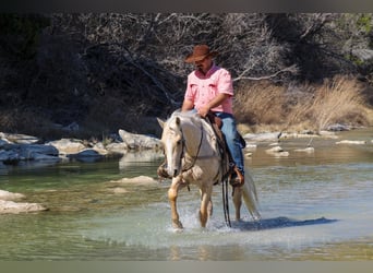 Quarter horse américain, Hongre, 3 Ans, 147 cm, Palomino