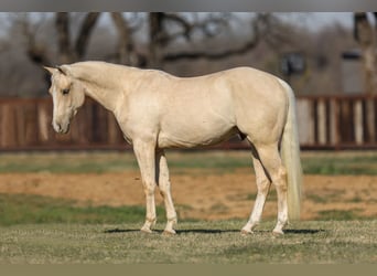 Quarter horse américain, Hongre, 3 Ans, 147 cm, Palomino