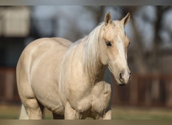Quarter horse américain, Hongre, 3 Ans, 147 cm, Palomino