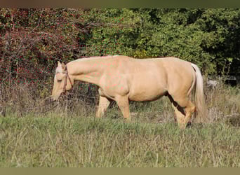 Quarter horse américain, Hongre, 3 Ans, 147 cm, Palomino