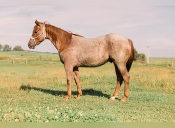 Quarter horse américain, Hongre, 3 Ans, 147 cm, Rouan Rouge