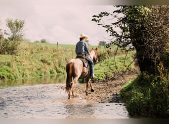Quarter horse américain, Hongre, 3 Ans, 147 cm, Rouan Rouge