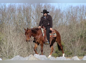 Quarter horse américain, Hongre, 3 Ans, 147 cm, Rouan Rouge