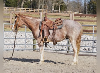 Quarter horse américain, Hongre, 3 Ans, 147 cm, Rouan Rouge