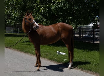 Quarter horse américain, Hongre, 3 Ans, 147 cm
