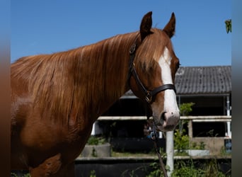 Quarter horse américain, Hongre, 3 Ans, 147 cm