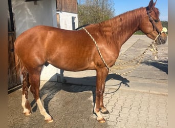 Quarter horse américain, Hongre, 3 Ans, 148 cm, Alezan brûlé