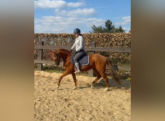 Quarter horse américain, Hongre, 3 Ans, 148 cm, Alezan dun