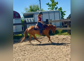 Quarter horse américain, Hongre, 3 Ans, 148 cm, Alezan dun