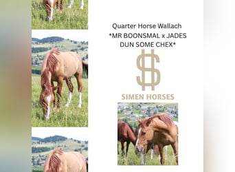 Quarter horse américain, Hongre, 3 Ans, 148 cm, Alezan dun