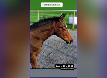 Quarter horse américain, Hongre, 3 Ans, 148 cm, Bai