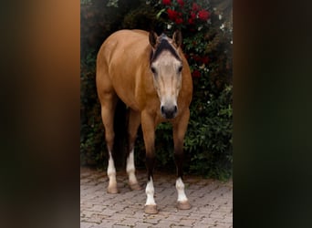 Quarter horse américain, Hongre, 3 Ans, 148 cm, Buckskin