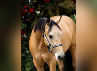 Quarter horse américain, Hongre, 3 Ans, 148 cm, Buckskin