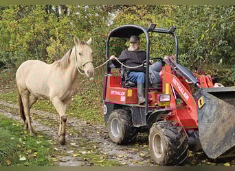 Quarter horse américain, Hongre, 3 Ans, 148 cm, Champagne
