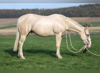 Quarter horse américain, Hongre, 3 Ans, 148 cm, Isabelle